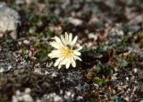 Taraxacum arcticum