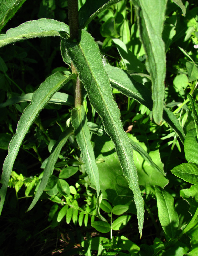 Image of Lysimachia vulgaris specimen.