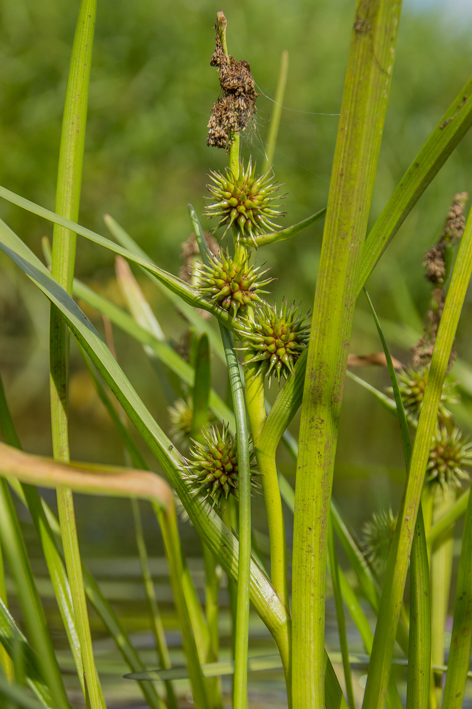 Image of Sparganium emersum specimen.