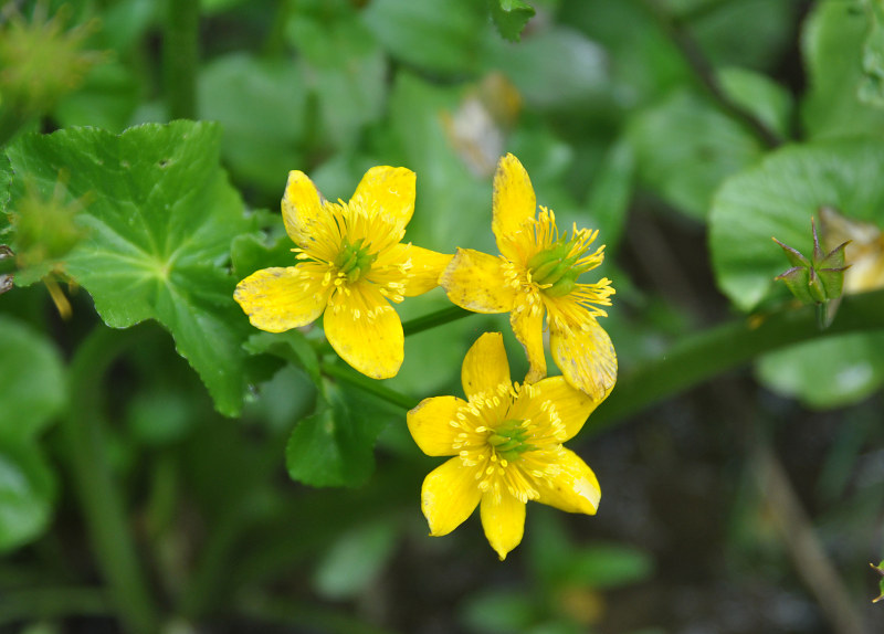 Image of Caltha polypetala specimen.