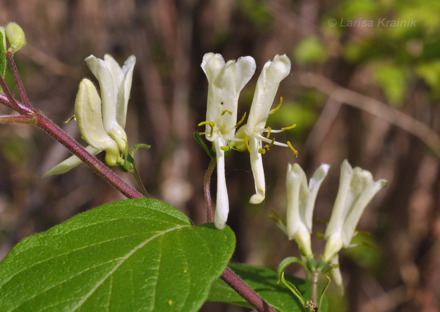 Image of Lonicera ruprechtiana specimen.