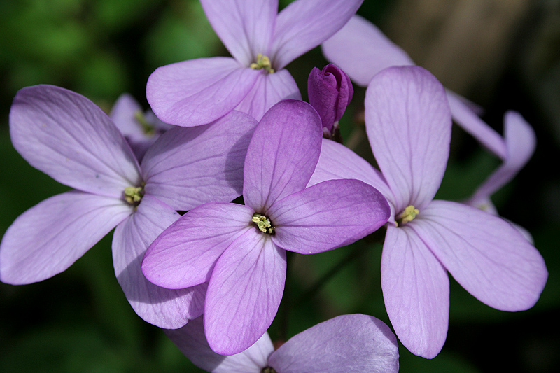 Image of Cardamine quinquefolia specimen.