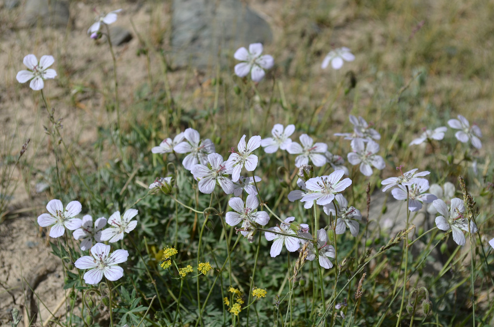 Изображение особи род Geranium.