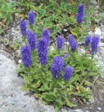 Смотреть изображение Veronica porphyriana