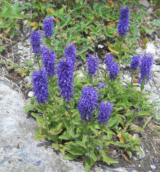 Image of Veronica porphyriana specimen.