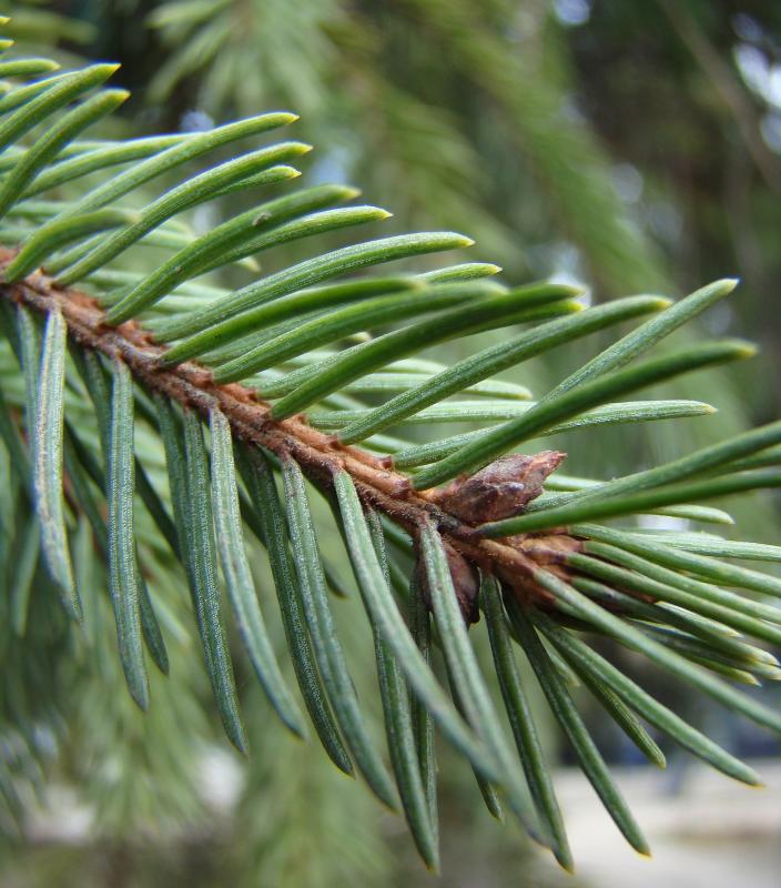 Image of Picea abies specimen.