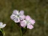 Dianthus platyodon