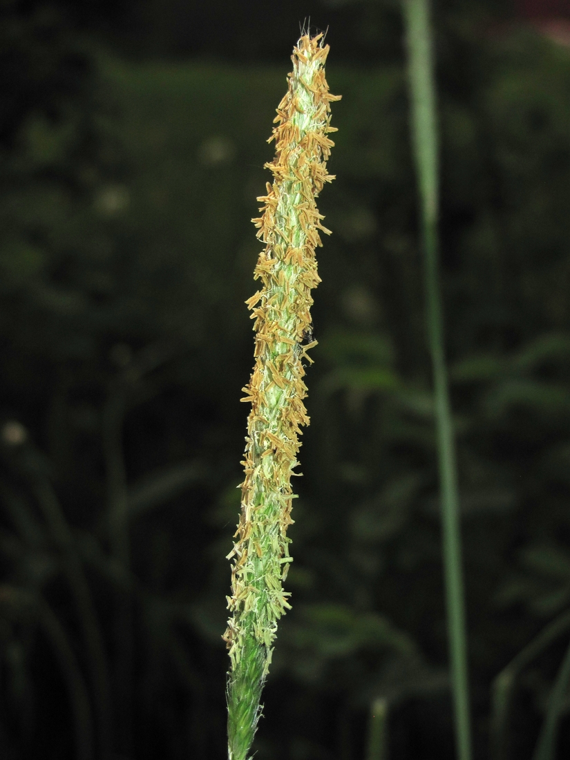 Image of Alopecurus pratensis specimen.