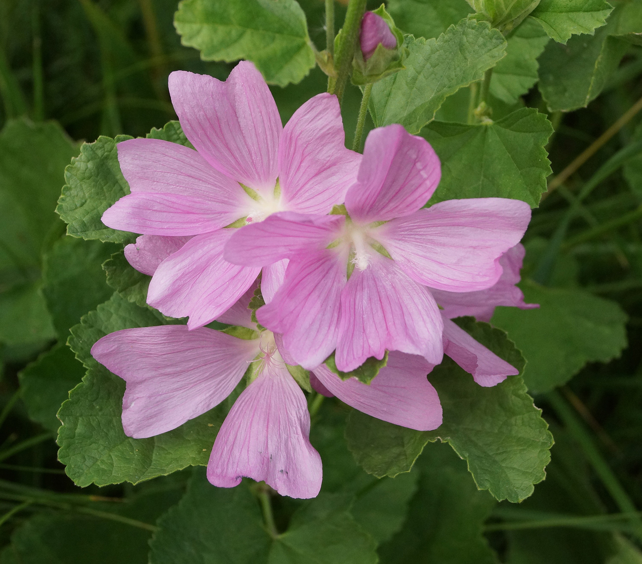 Image of Malva thuringiaca specimen.