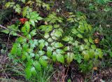 Actaea erythrocarpa. Плодоносящее растение. Приморье, Ольгинский р-н, долина р. Милоградовка, смешанный лес. 20.08.2015.