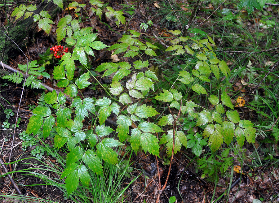 Изображение особи Actaea erythrocarpa.