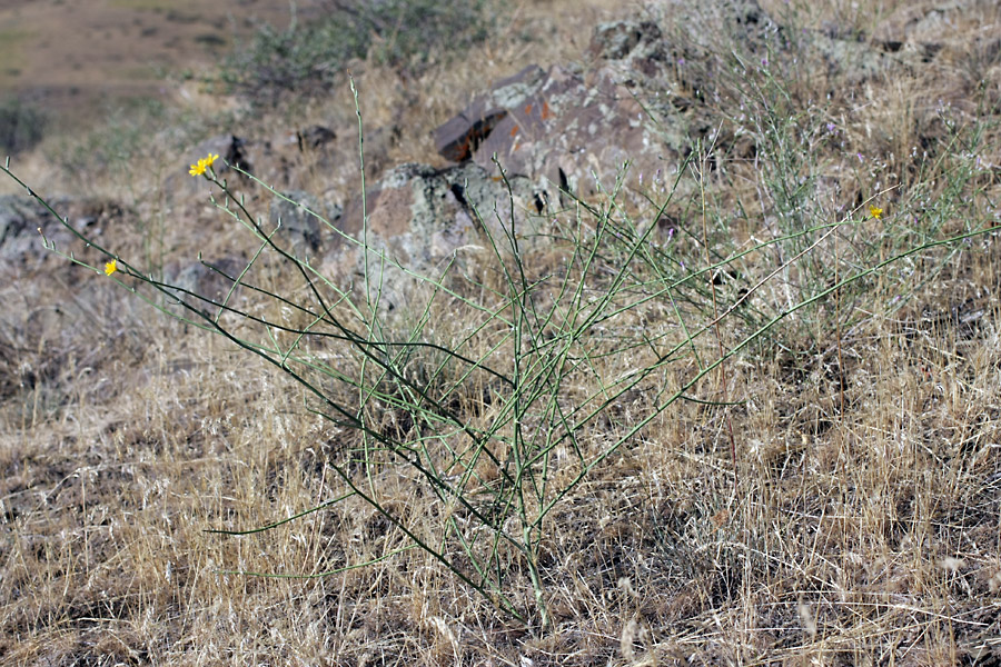 Image of genus Chondrilla specimen.