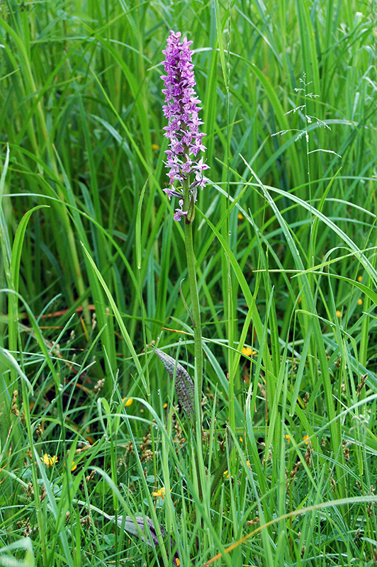 Изображение особи Dactylorhiza × kerneriorum.