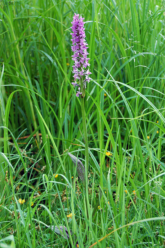 Изображение особи Dactylorhiza &times; kerneriorum.