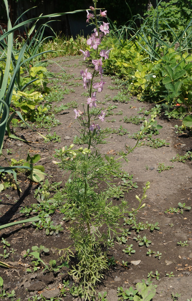 Изображение особи Delphinium ajacis.