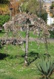 Cerasus subhirtella. Цветущее дерево (растение с плакучей формой кроны). Абхахия, г. Сухум, Парк Славы, в культуре. 7 марта 2016 г.