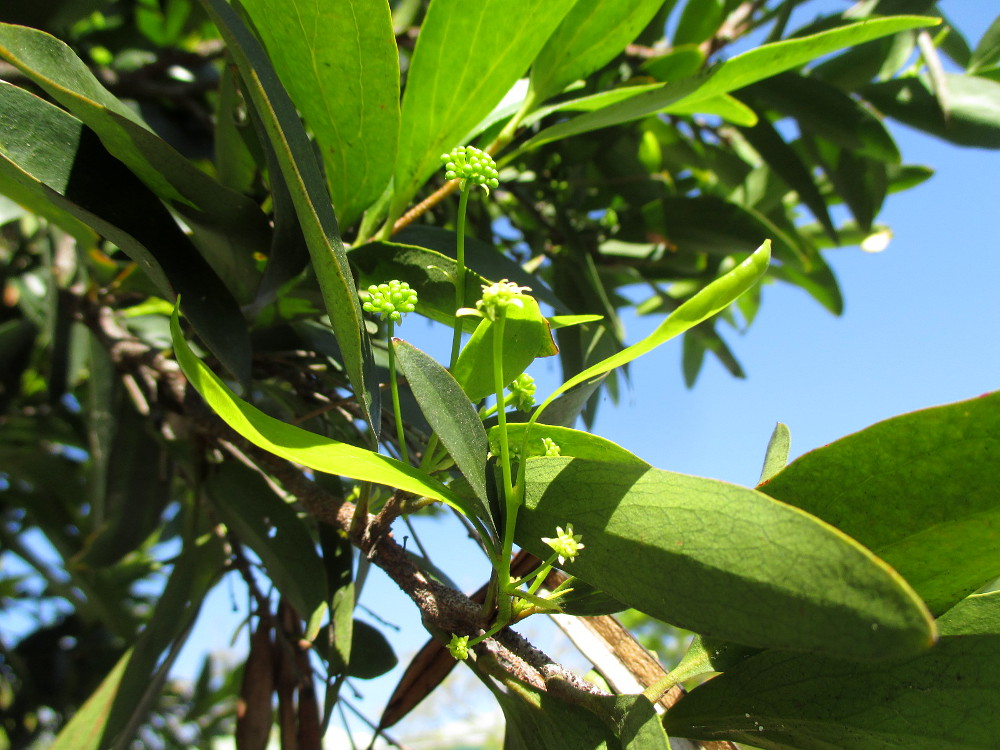 Изображение особи Stenocarpus salignus.