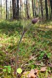 Pulsatilla uralensis. Цветущее растение. Свердловская обл., окр. г. Североуральск, травяно-моховой сосняк на известняках. 21.05.2007.