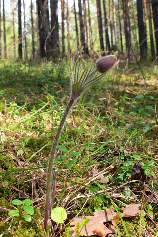 Image of Pulsatilla uralensis specimen.