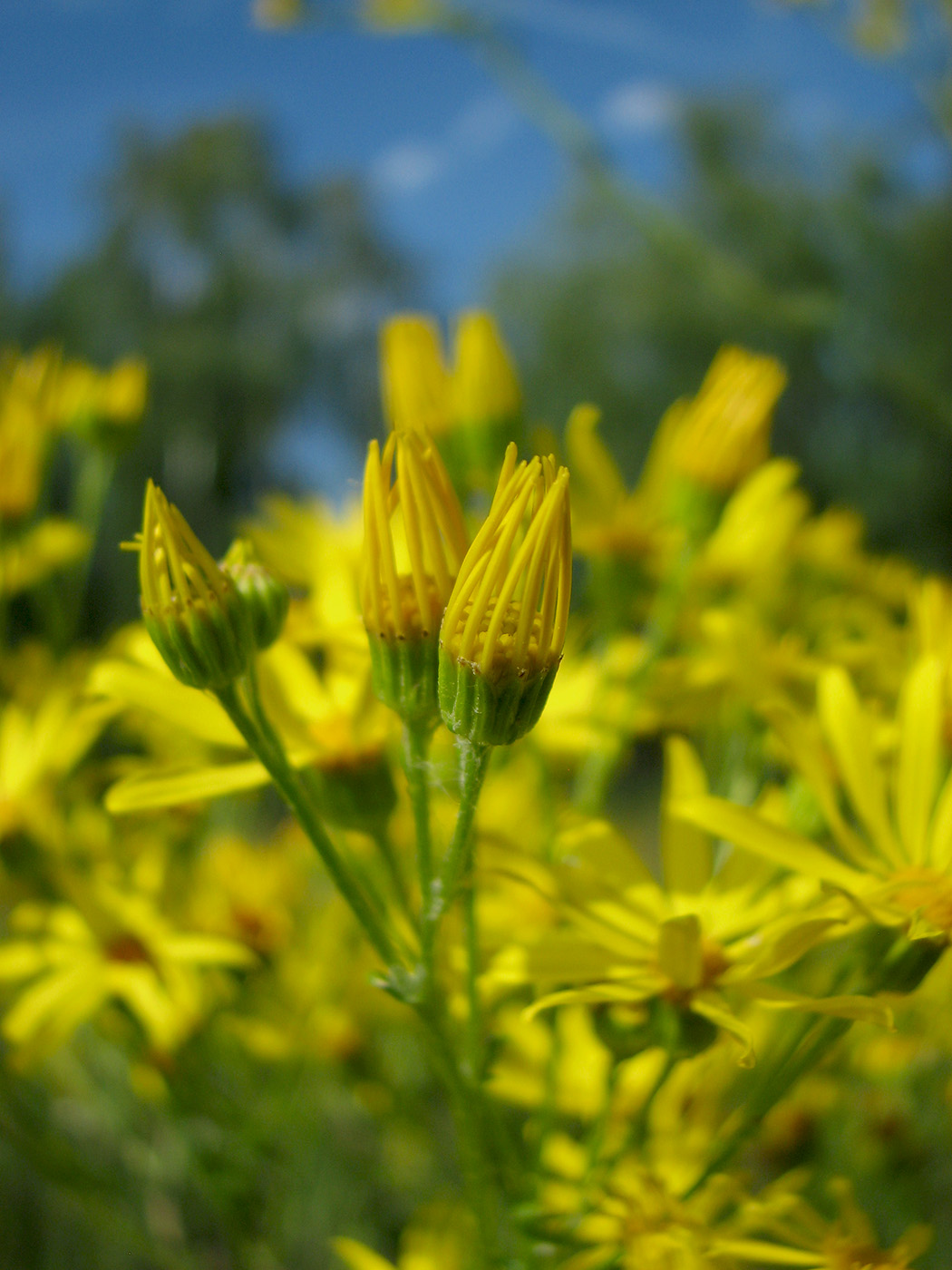 Image of Senecio jacobaea specimen.