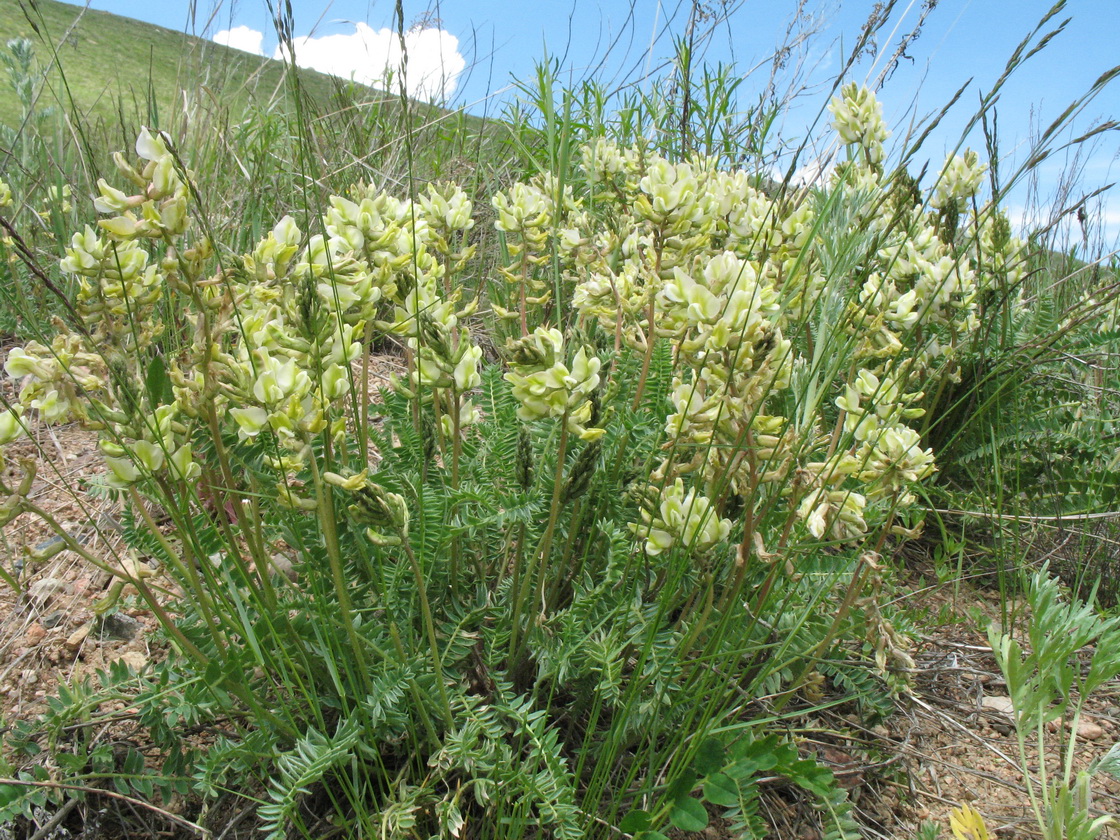 Image of Oxytropis macrocarpa specimen.