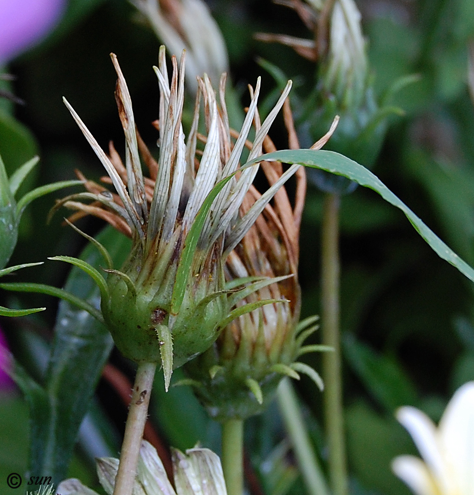 Image of Gazania &times; hybrida specimen.