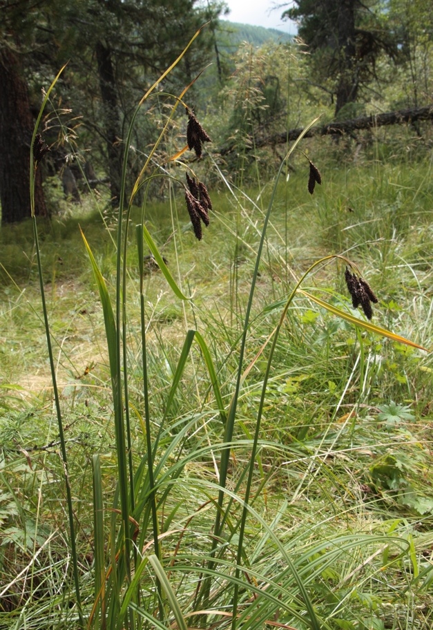 Image of Carex aterrima specimen.