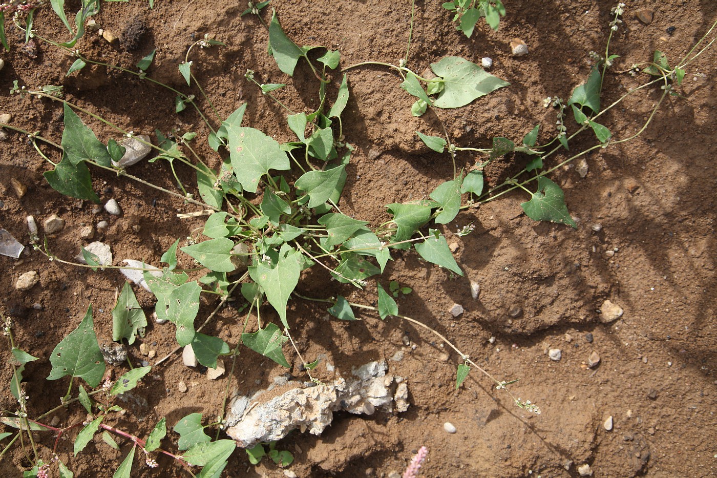 Image of Fallopia convolvulus specimen.