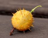 Смотреть изображение Grossularia burejensis