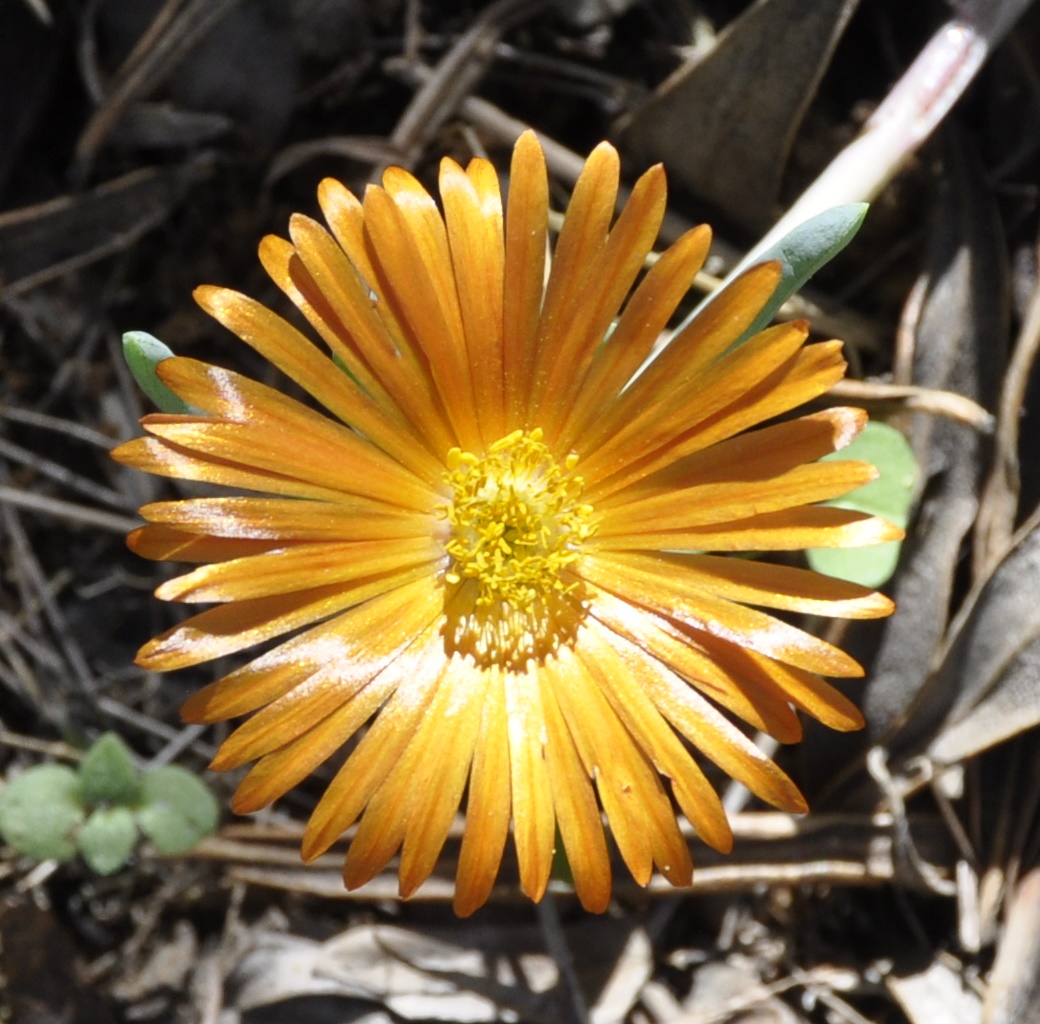 Image of familia Aizoaceae specimen.