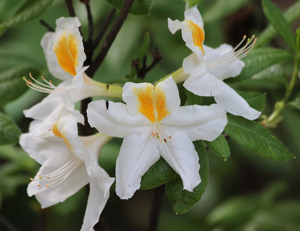 Image of genus Rhododendron specimen.