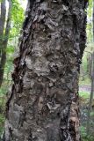 Betula dauurica. Ствол. Владивосток, о. Русский, лес. 10.09.2016.