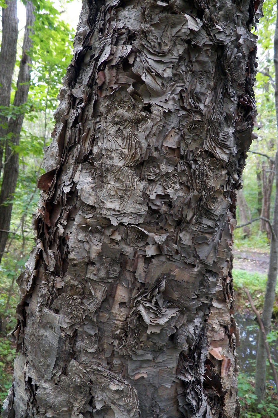 Image of Betula dauurica specimen.