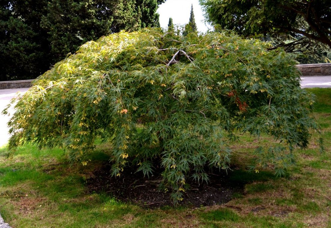 Image of Acer palmatum specimen.