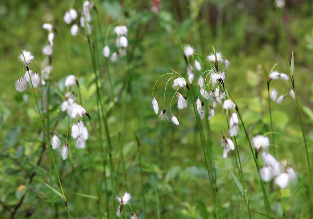 Image of Eriophorum angustifolium specimen.