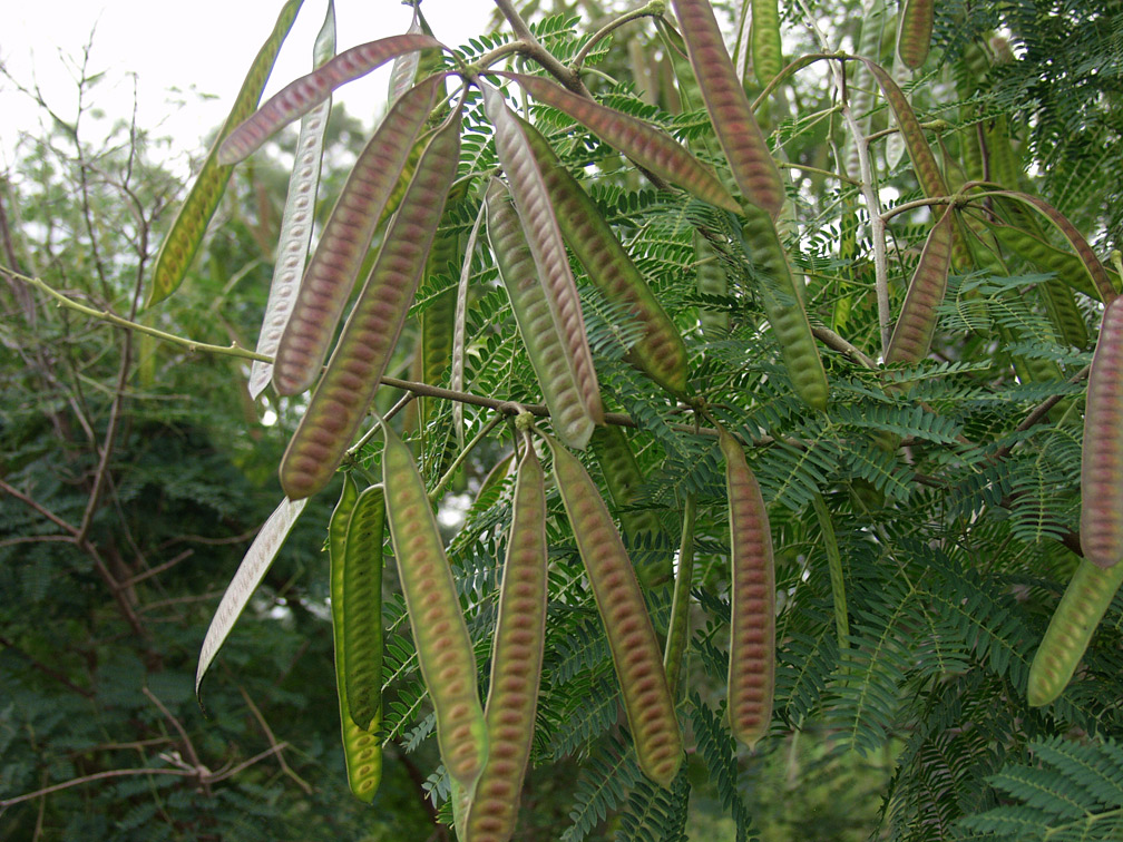 Image of Leucaena leucocephala specimen.