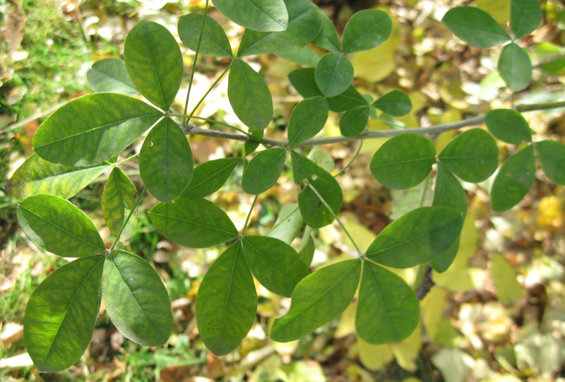 Image of Laburnum anagyroides specimen.