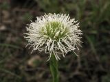 Globularia bisnagarica. Соцветие (белоцветковая форма). ФРГ, земля Северный Рейн-Вестфалия, р-н Ойскирхен, окр. г. Бад-Мюнстерайфель, мелкоземистый участок с разреженной растительностью на луговом склоне. 27 мая 2010 г.