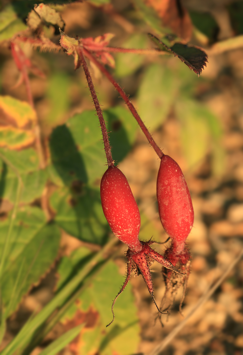 Изображение особи Rosa acicularis.