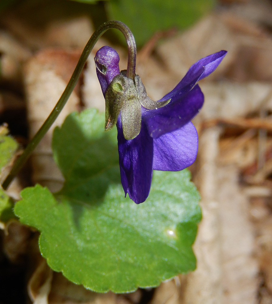 Image of Viola suavis specimen.