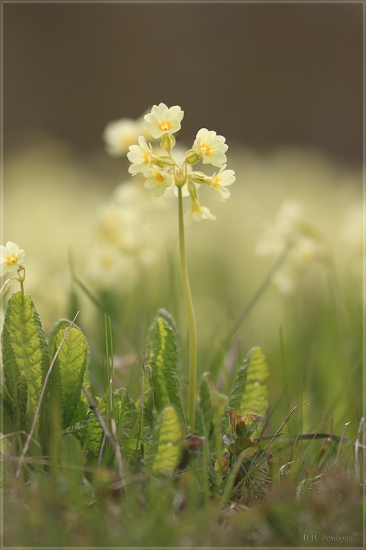 Image of Primula pallasii specimen.