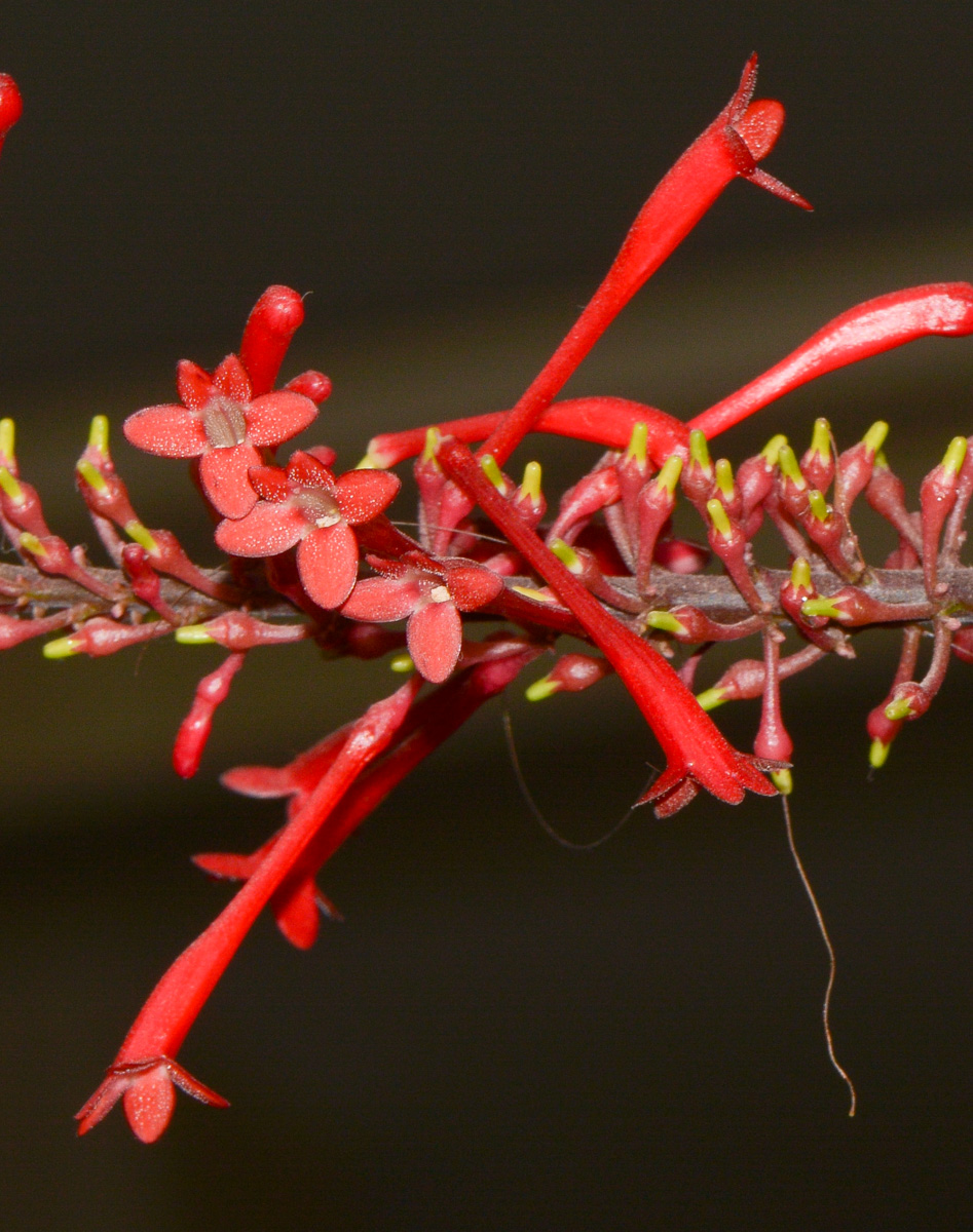 Image of Odontonema tubaeforme specimen.