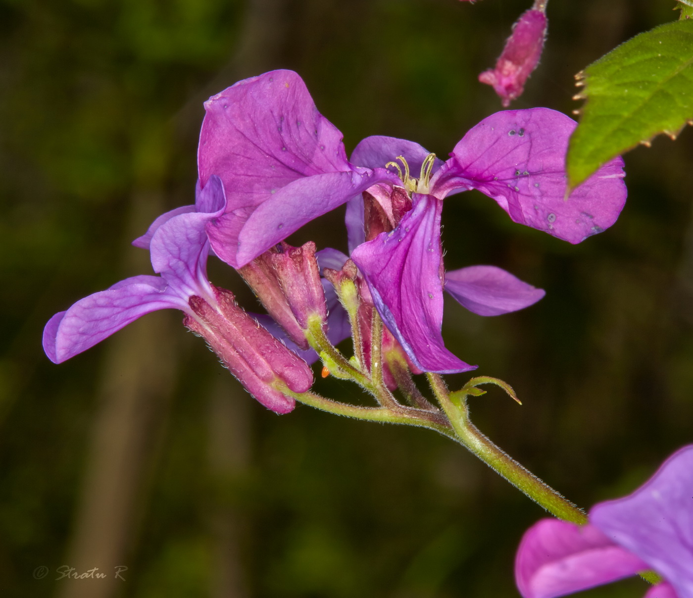 Изображение особи Lunaria annua.