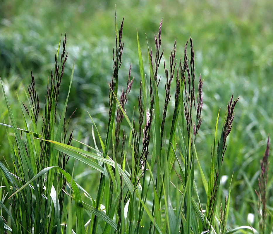 Костерок трава фото