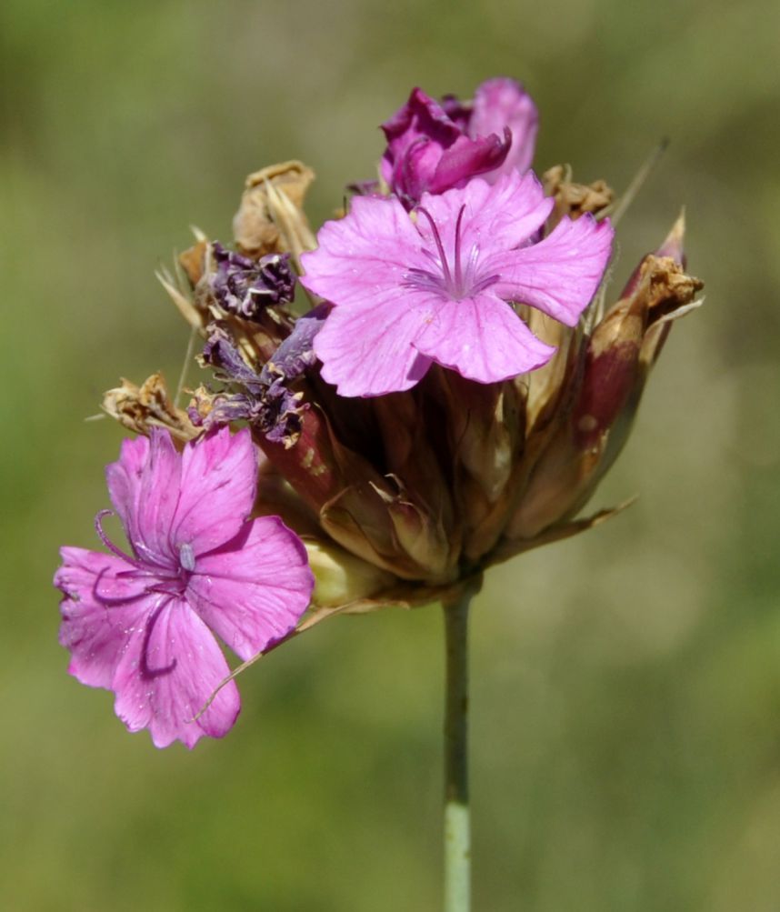 Изображение особи Dianthus giganteus.