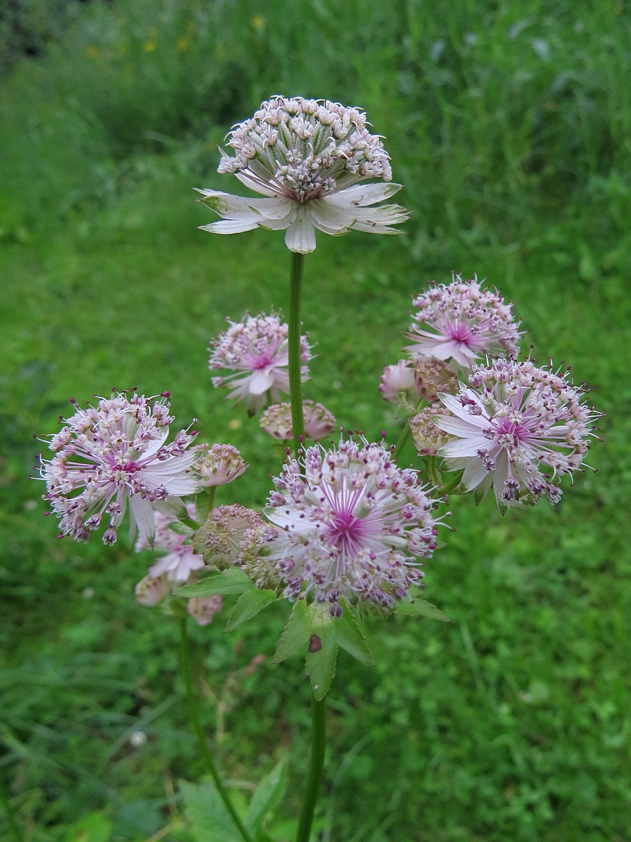 Image of Astrantia major specimen.