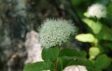View full-size image Spiraea beauverdiana