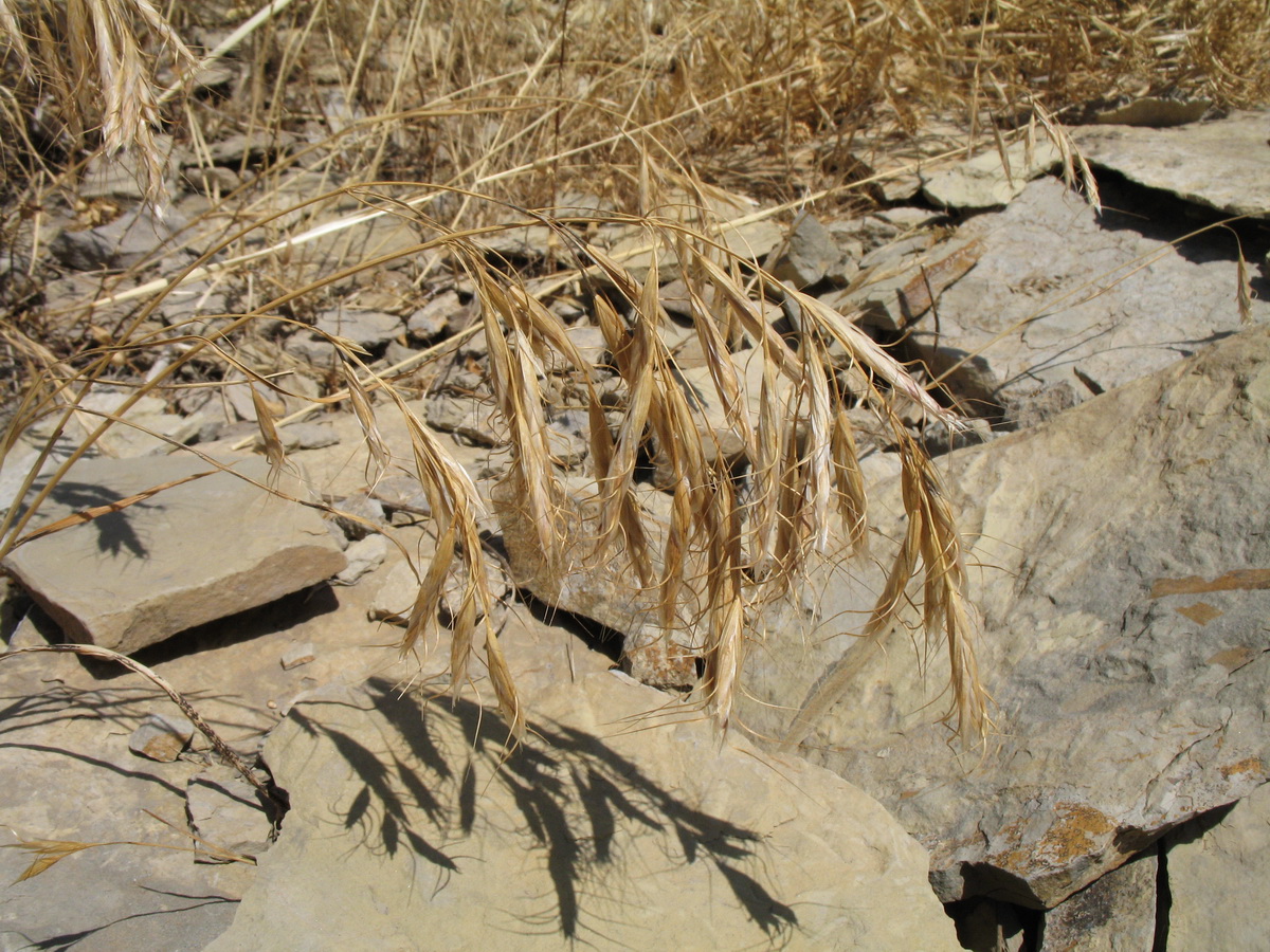 Image of Bromus oxyodon specimen.