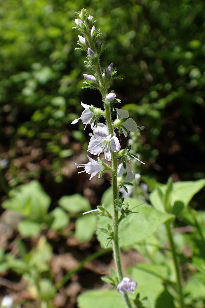 Image of Veronica officinalis specimen.