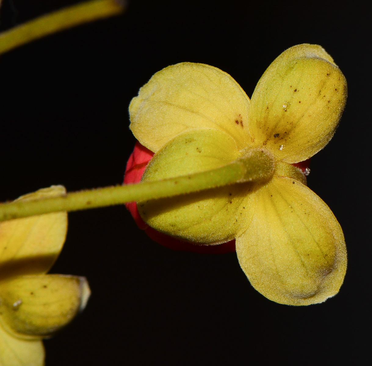 Image of Cassia brewsteri specimen.